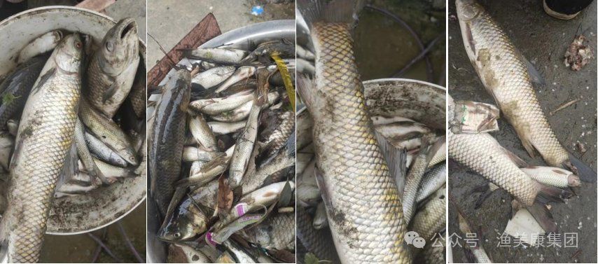 魚得了水霉病幾天會死