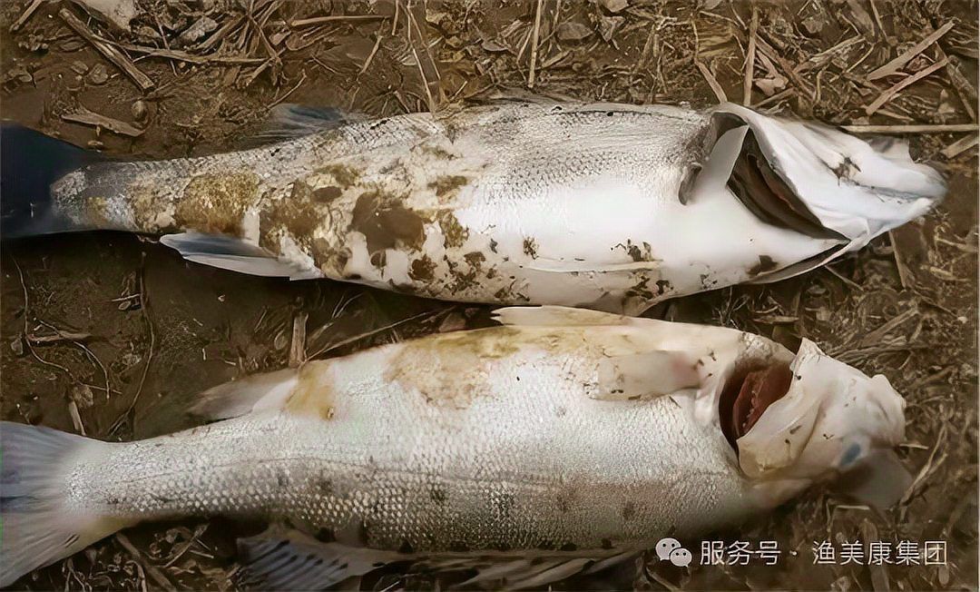 魚得了水霉病幾天會死