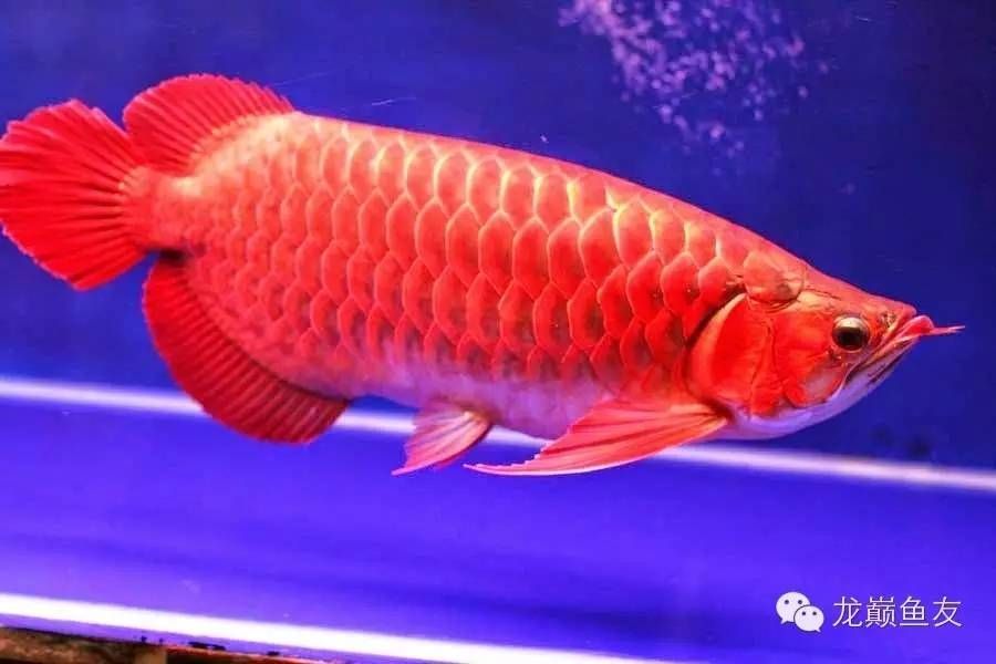 搜索龍魚：關(guān)于龍魚的介紹