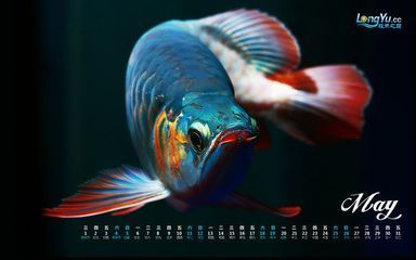 搜索龍魚：關(guān)于龍魚的介紹