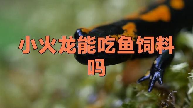 火龍魚吃魚食嗎？