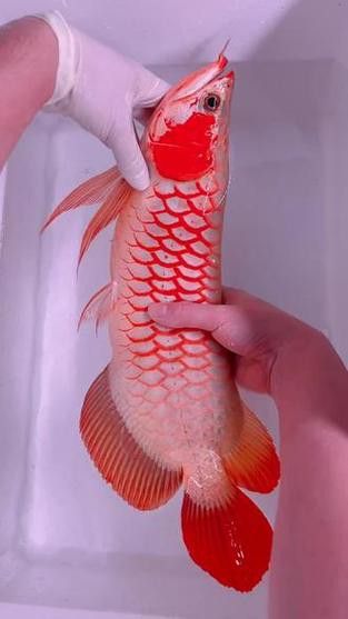 白玉紅龍魚詳細介紹圖片