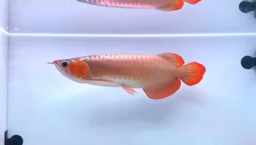 白玉紅龍魚詳細介紹圖片