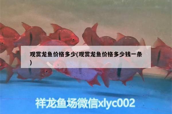 龍魚一只多少錢一條：一條龍魚的價格在500元到3000元人民幣不等