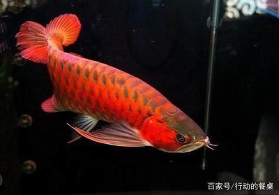 龍魚一只多少錢一條：一條龍魚的價格在500元到3000元人民幣不等