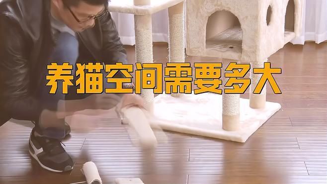 共養貓和龍貓需要多大的空間？