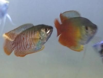 黃藍曼龍魚可以混養嗎：黃藍曼龍魚可以混養但需要注意一些事項以確保成功 黃藍曼龍魚可以混養嗎：黃藍曼龍魚可以混養但需要注意一些事項以確保成功 龍魚百科 第3張