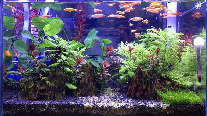 龍魚的外形特征描述英語：深海龍魚發(fā)光器官的作用龍魚發(fā)光器官的作用 龍魚的外形特征描述英語：深海龍魚發(fā)光器官的作用龍魚發(fā)光器官的作用 龍魚百科 第2張