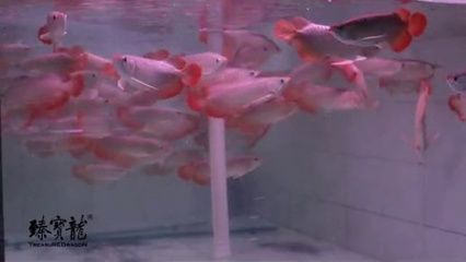 龍魚吃蝦是否需要去殼（龍魚吃蝦時需要去殼嗎？）