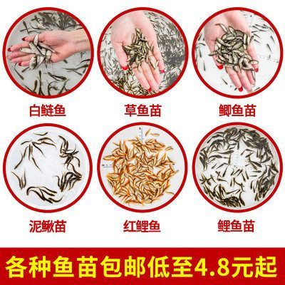 龍魚喂飼料好還是活食好呢：龍魚應該喂食活食還是飼料
