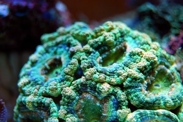 龍魚分為幾種顏色（如何挑選優質龍魚） 龍魚分為幾種顏色（如何挑選優質龍魚） 龍魚百科 第3張
