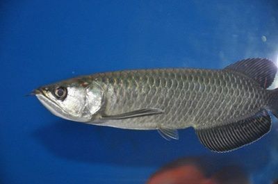 銀龍魚掉了一個眼睛怎么回事（為什么銀龍魚掉一個眼睛？）