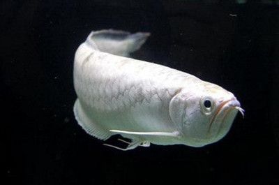 銀龍魚掉了一個眼睛怎么回事（為什么銀龍魚掉一個眼睛？）