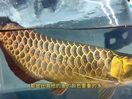 龍魚鉆石眼還有觀賞價值嗎 龍魚鉆石眼還有觀賞價值嗎 龍魚百科 第4張
