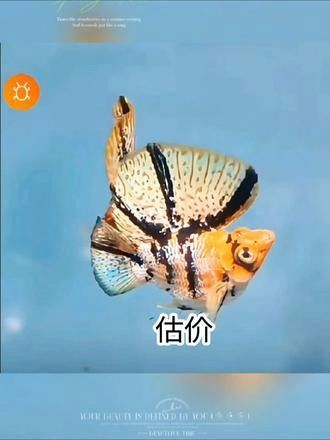 龍魚鉆石眼還有觀賞價值嗎 龍魚鉆石眼還有觀賞價值嗎 龍魚百科 第5張