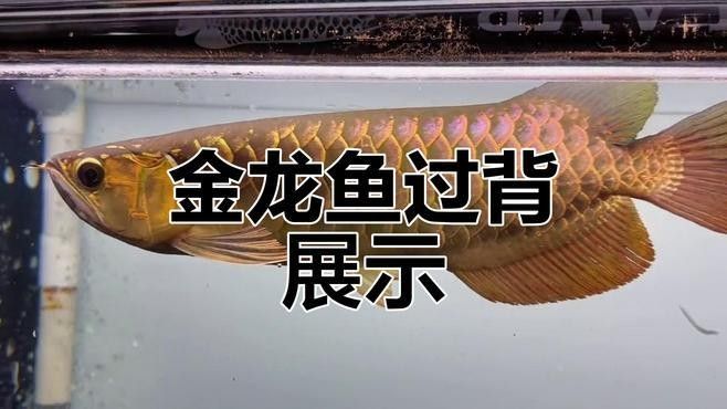 龍魚鉆石眼還有觀賞價值嗎 龍魚鉆石眼還有觀賞價值嗎 龍魚百科 第2張