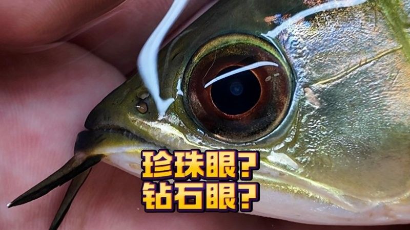 龍魚鉆石眼還有觀賞價值嗎 龍魚鉆石眼還有觀賞價值嗎 龍魚百科 第3張