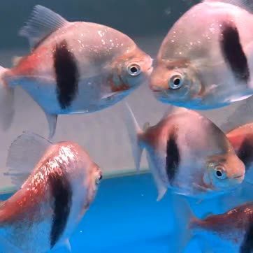 龍魚魚缸哪個品牌好一點兒：尚藝龍魚魚缸品牌排行榜單推薦龍魚魚缸品牌排行榜
