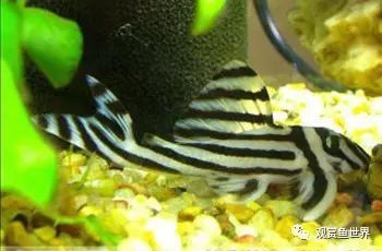 綠皮皇冠豹能算進魚數量去嗎