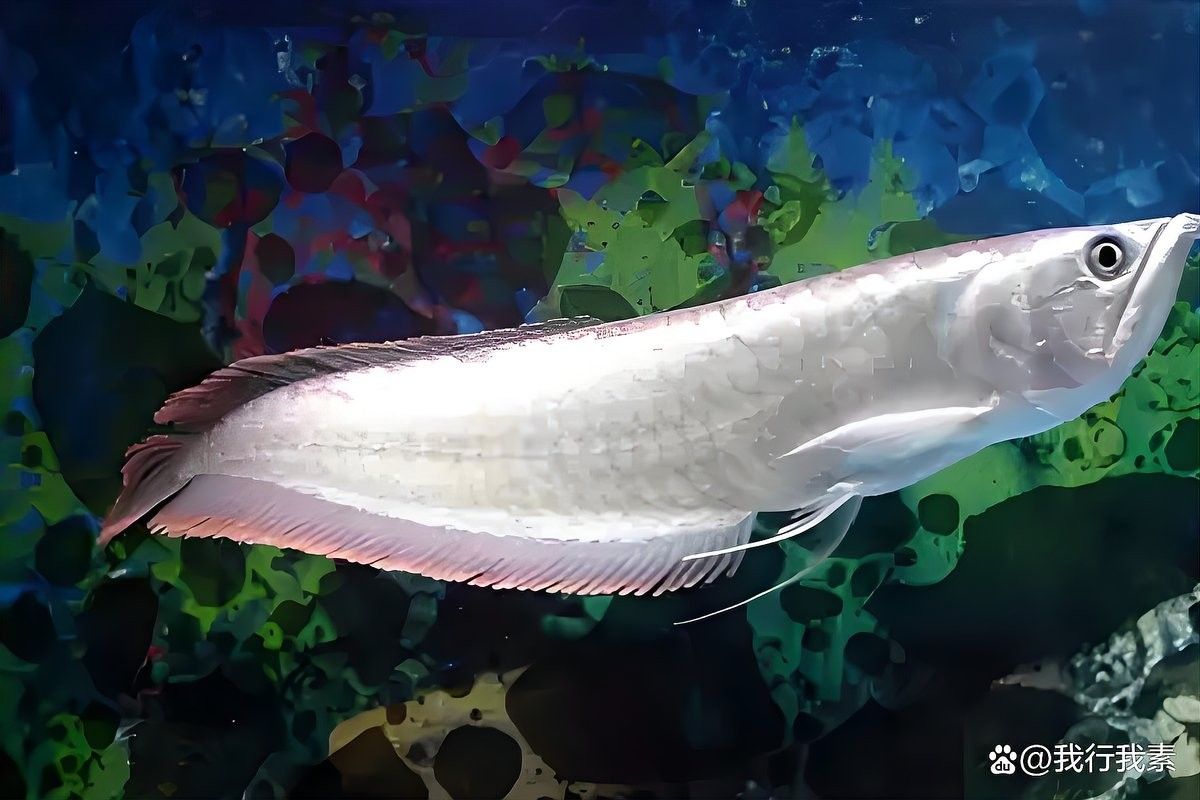 銀龍魚水溫高了是不是不吃飼料了呀