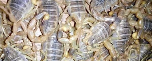 龍魚喂面包蟲怎么消毒，如何保持魚缸水質清潔，龍魚挑食怎么辦，面包蟲喂養頻率