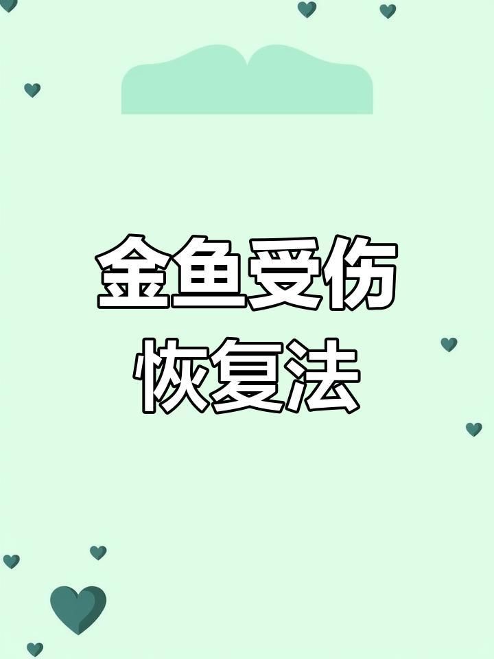 金魚受傷后需要多長時間恢復 金魚受傷后需要多長時間恢復 龍魚百科 第2張
