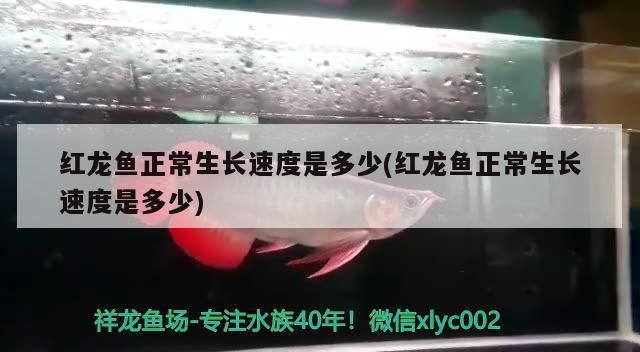 紅龍魚正常生長速度有多快，