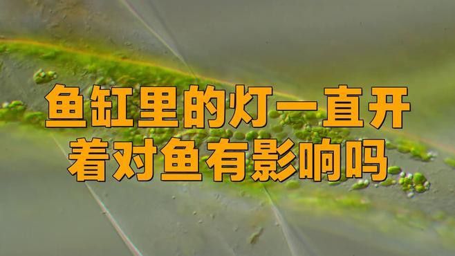 龍魚燈光對水質有影響嗎？ 龍魚燈光對水質有影響嗎？ 龍魚百科 第1張