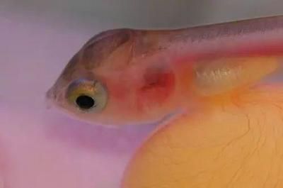 龍魚胡子斷了一半不長了還能活嗎：龍魚胡須斷了一半不長了還能活嗎
