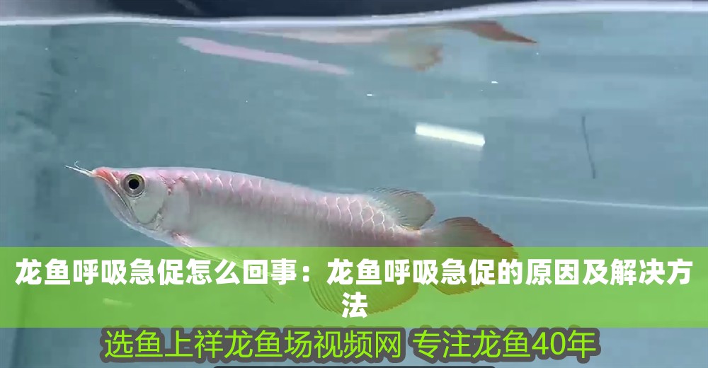 龍魚呼吸急促怎么回事：龍魚呼吸急促的原因及解決方法 龍魚呼吸急促怎么回事：龍魚呼吸急促的原因及解決方法 龍魚百科 第1張