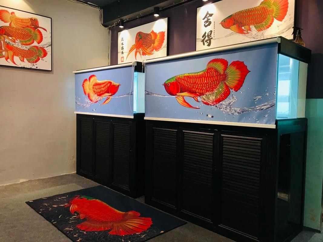 龍魚缸燈光擺放位置圖解