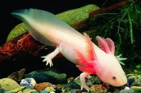 恐龍魚適宜溫度多少 恐龍魚適宜溫度多少 龍魚百科 第3張