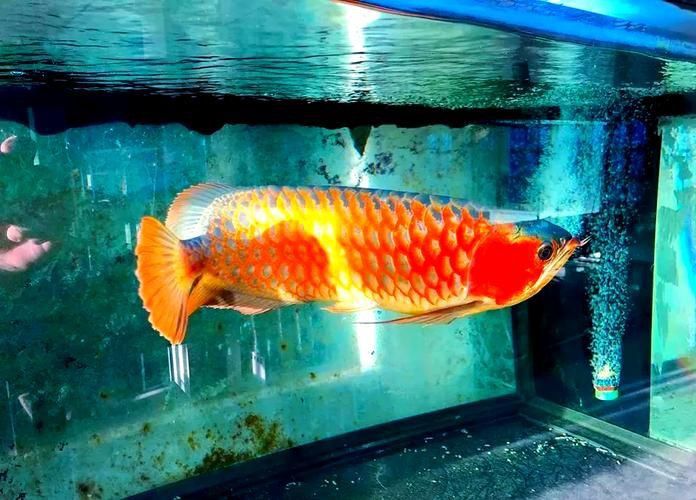 龍魚鱗片疾病圖片