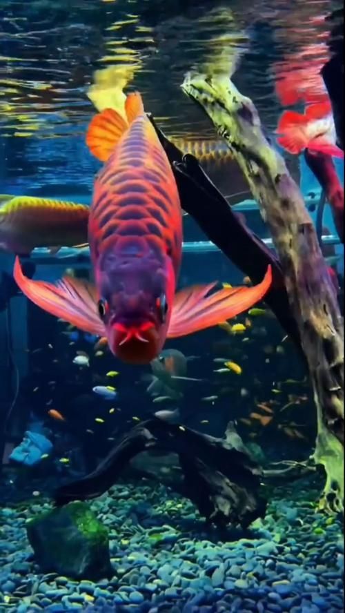 龍魚(yú)的圖片 龍魚(yú)的圖片 龍魚(yú)百科 第16張