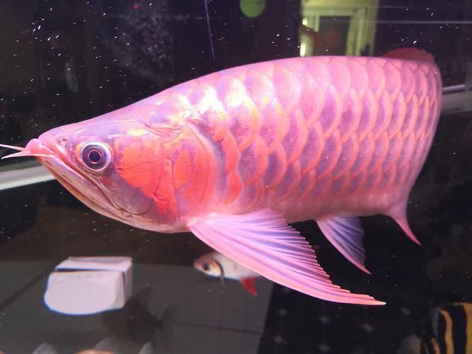 龍魚(yú)的圖片 龍魚(yú)的圖片 龍魚(yú)百科 第19張