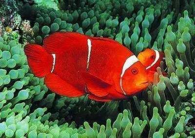 龍魚哪個品種體積最?。w積最小的龍魚品種，澳洲星點龍是您的最佳選擇，然而需要注意） 龍魚哪個品種體積最?。w積最小的龍魚品種，澳洲星點龍是您的最佳選擇，然而需要注意） 龍魚百科 第1張