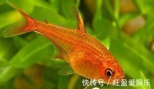 龍魚哪個品種體積最?。w積最小的龍魚品種，澳洲星點龍是您的最佳選擇，然而需要注意） 龍魚哪個品種體積最?。w積最小的龍魚品種，澳洲星點龍是您的最佳選擇，然而需要注意） 龍魚百科 第5張