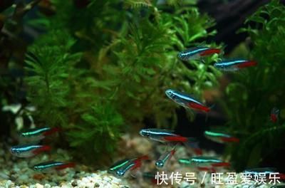 龍魚哪個品種體積最?。w積最小的龍魚品種，澳洲星點龍是您的最佳選擇，然而需要注意） 龍魚哪個品種體積最?。w積最小的龍魚品種，澳洲星點龍是您的最佳選擇，然而需要注意） 龍魚百科 第4張