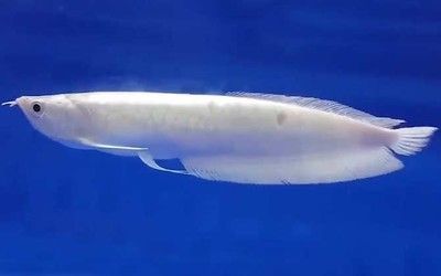 銀龍魚食欲減退如何處理：銀龍魚食欲減退可能由多種原因引起