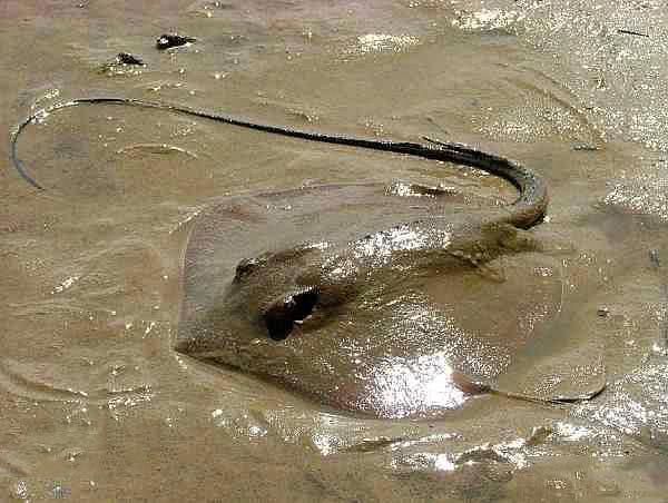 老板魚和鰩魚區別