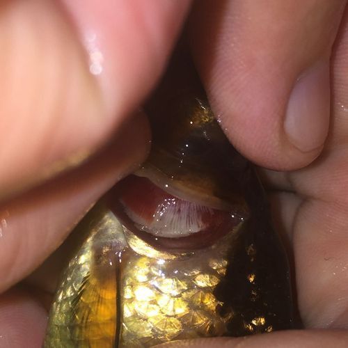 金魚和銀龍魚能混養嗎圖片