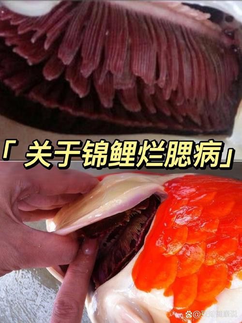 金魚和銀龍魚能混養嗎圖片