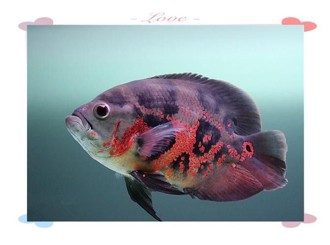 金魚和銀龍魚能混養嗎圖片