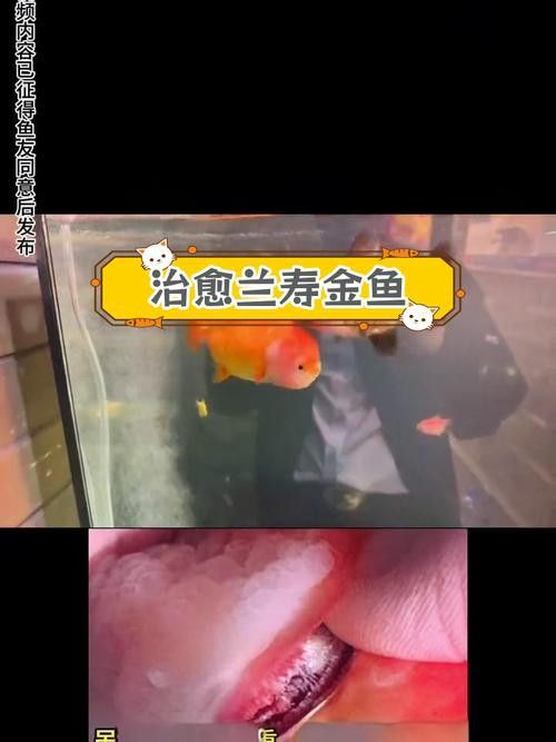 金魚和銀龍魚能混養嗎圖片