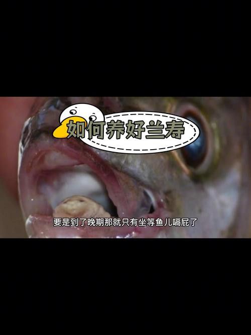 金魚和銀龍魚能混養嗎圖片