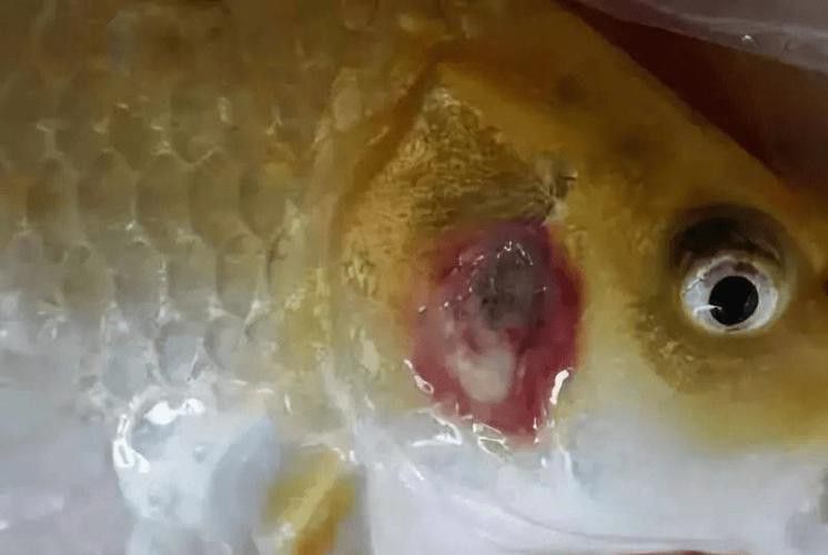 金魚和銀龍魚能混養嗎圖片