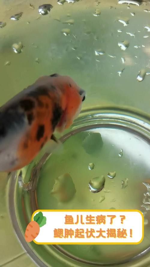 金魚和銀龍魚能混養嗎圖片