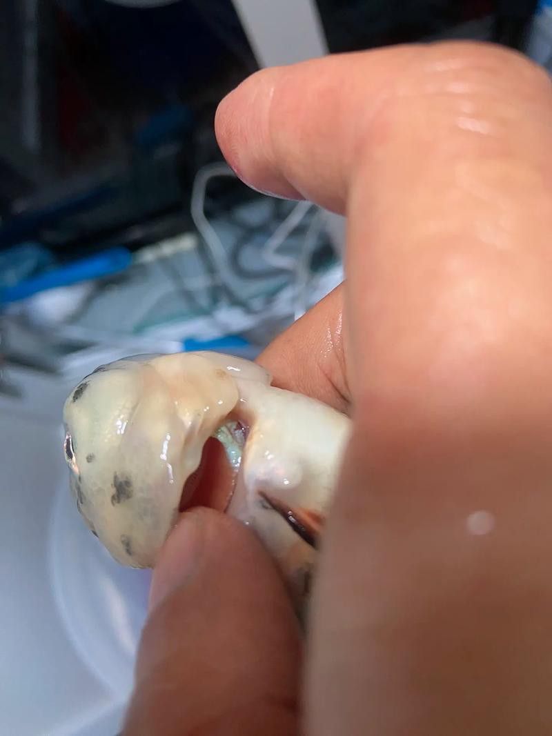 金魚和銀龍魚能混養嗎圖片