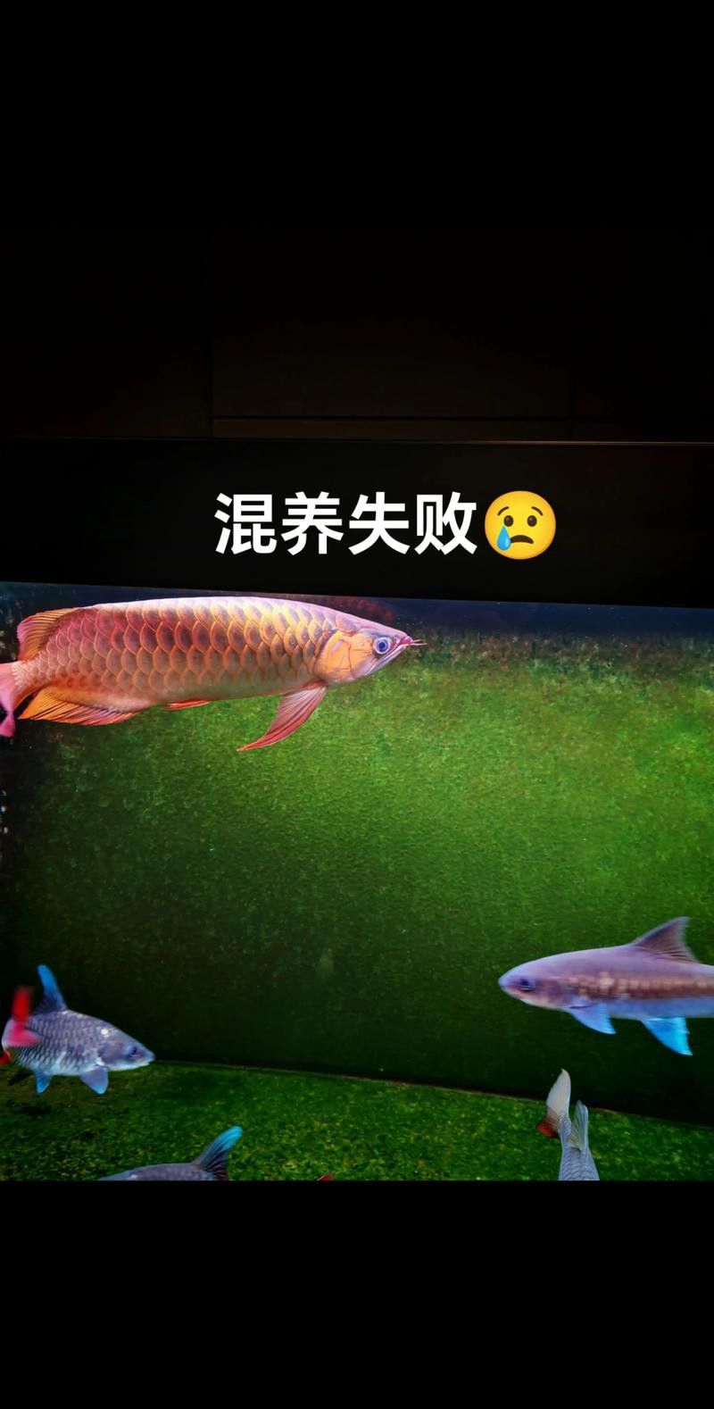 金魚和銀龍魚能混養嗎圖片