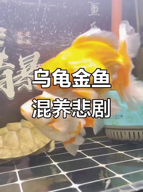 金魚和銀龍魚能混養嗎圖片